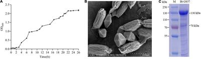 Bt GS57 Interaction With Gut Microbiota Accelerates Spodoptera exigua Mortality